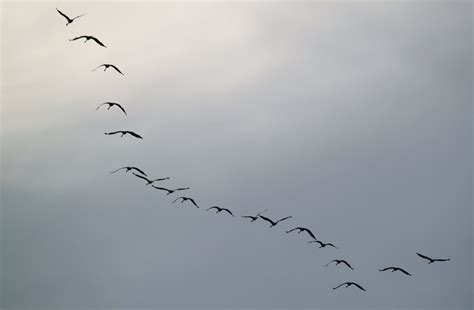 Free photo: Group of Birds - Animal, Bird, Group - Free Download - Jooinn