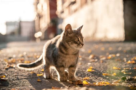 Stray cat diseases: which are the most common?