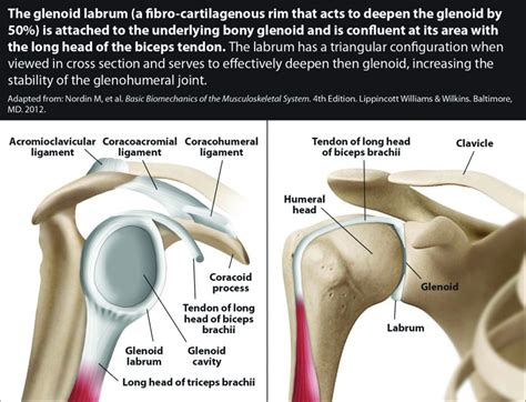 Labral Tears And Rotator Cuff Injuries Regenerative Treatments For | My ...