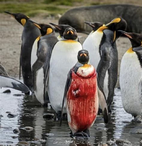 Penguin wearing his actual Blood Armour following a leopard seal attack : r/nextfuckinglevel