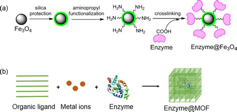 Examples of immobilized enzymes. a enzyme@Fe3O4, b enzyme@MOF | Download Scientific Diagram