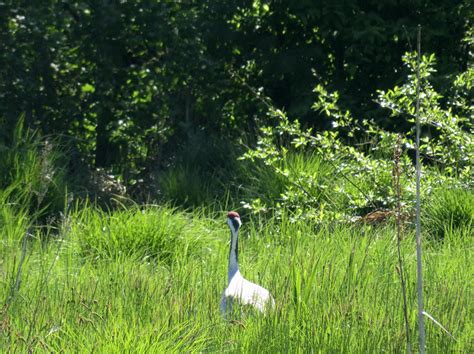 Liikuvad pildid - GIF | World wetlands day, Wetland, Surface water