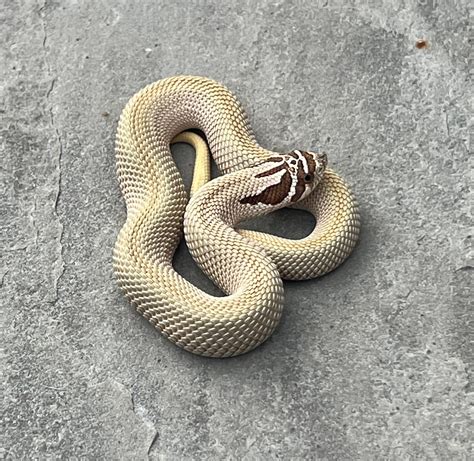 Super Conda Het Lavender Western Hognose by PrestigeCornsUK - MorphMarket