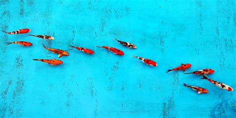 Understanding Koi Fish: Your Comprehensive Guide