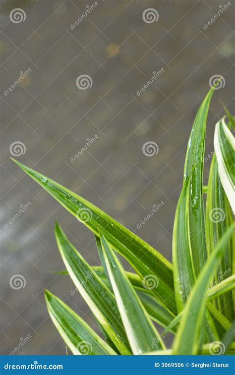 Grass blades closeup stock photo. Image of environment - 3069506