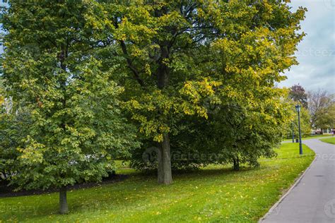 Trees in Autumn city park 11473028 Stock Photo at Vecteezy