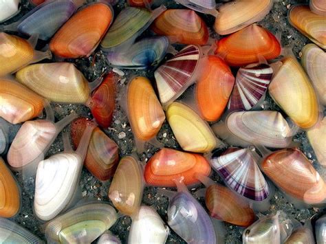 Coquina Clams | Sea shells, Clams, Saltwater aquarium fish