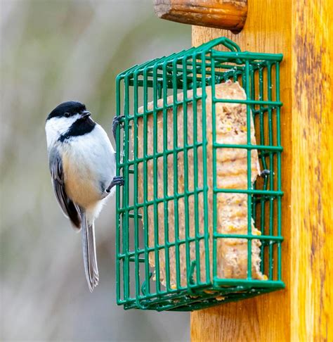 Feeding Birds – The Naturalists' Club