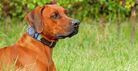 Rhodesian Ridgeback Guide (Size & Breed Characteristics)