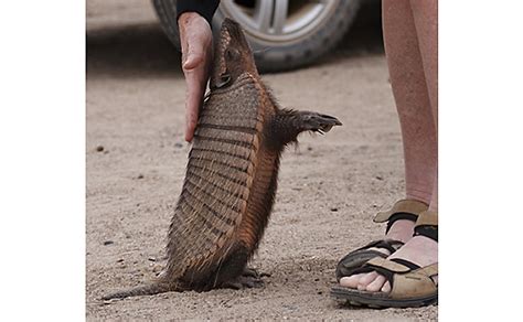 What You Need to Know About Leprosy and Armadillo Control