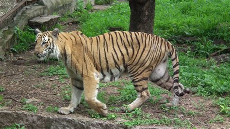 Bengal Tiger | File:Bengal tiger from hyderabad nehru zoo 4247.JPG ...