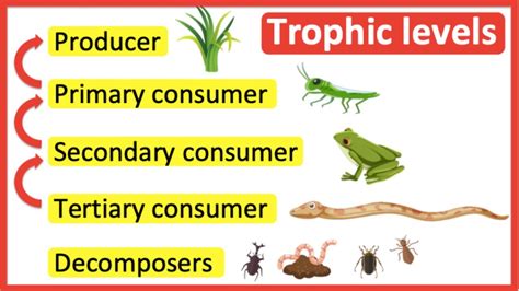 Trophic levels | Producer, primary consumer, secondary consumer, tertiary consumer & decomposers ...