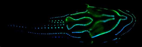 Evolution favors the bioluminescent | Ars Technica