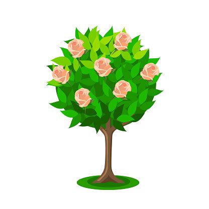 Rose Bush Stock Illustration - Download Image Now - Animated Feature ...