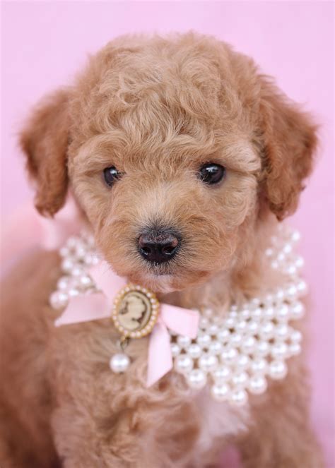 Cute Toy Poodle Puppies in Davie Florida | Teacups, Puppies & Boutique