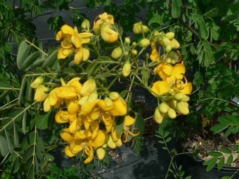 Cassia plant - Complete Gardering