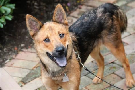 Shiba Inu German Shepherd Mix: What Are They Like? – timberwolfpet