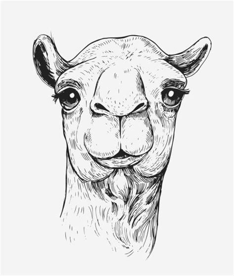 Best Camel Face Illustrations, Royalty-Free Vector Graphics & Clip Art ...