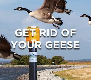 12 best Geese Deterrent Products & Info images on Pinterest | Public ...