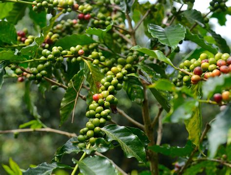 Kona Coffee Farms Face Big Challenges – Kona Earth Coffee