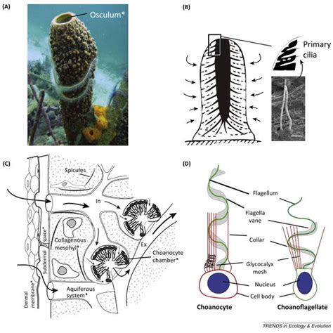 Sponge gross anatomy and distinguishing features. Traits unique to... | Download Scientific Diagram