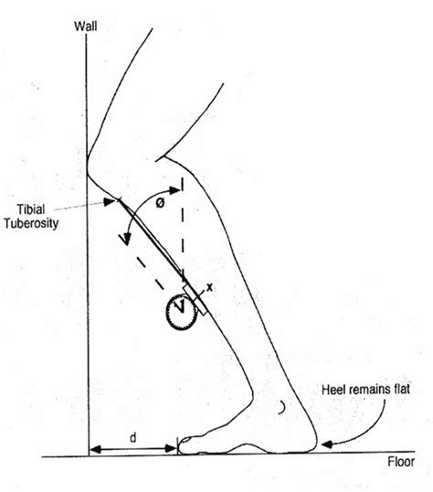 3 Exercises For Ankle Dorsiflexion — ONI | Wellington Personal Training ...