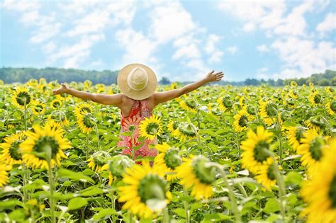 Sunflowers Field Sunflower - Free photo on Pixabay - Pixabay