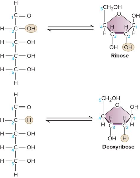 Ribose vs Deoxyribose | Organic chemistry study, Chemistry, Study board