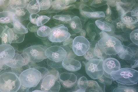 Why Do Marine Animals Love Gobbling Up Gelatinous Jellyfish? - Atlas Obscura