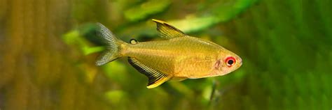 Lemon Tetra 101: Species and Care Guide (2024)