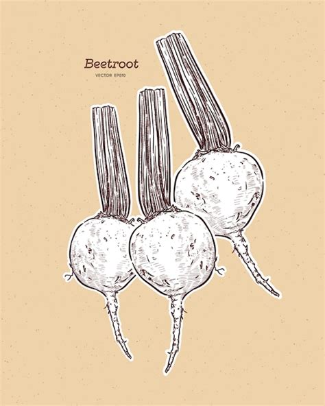 Premium Vector | Beetroot, hand draw sketch