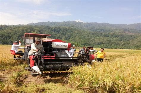 Panen Padi dan Metodenya Di Pertanian Indonesia - Fakultas Pertanian Universitas Medan Area