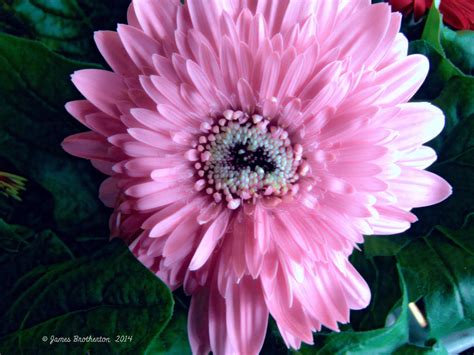 Pink Gerbera Daisy by jim88bro on DeviantArt