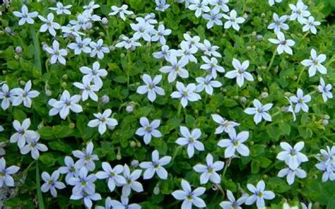 Blue Star Creeper is an easy to grow, long blooming, mat formning flowering groundcover. Its ...