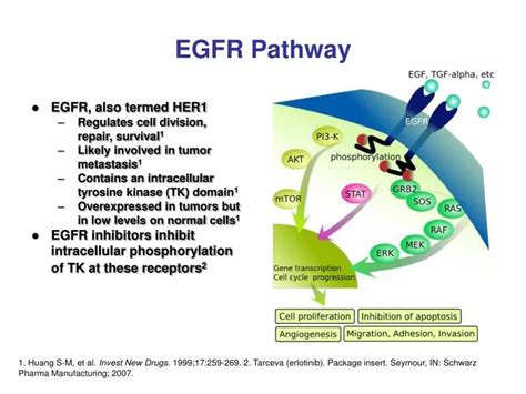 PPT - EGFR Pathway PowerPoint Presentation, free download - ID:1720906