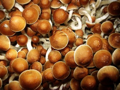 Magic Mushrooms: Effects, Risks, and How to Get Help