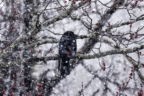 Raven in Snow Photograph by Kyle Jandreau | Fine Art America