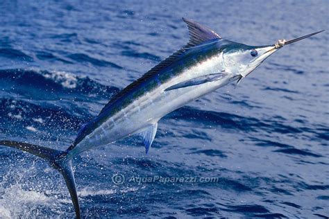 Colorful jumping Atlantic Blue Marlin | Blue marlin, Blue marlin fish, Ocean creatures