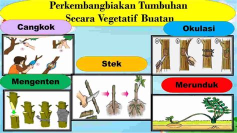 Perkembangbiakan Vegetatif Buatan, Ini Jenis dan Contohnya!