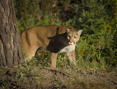 Cougar (Mountain Lion) Habitat - Animal Sake