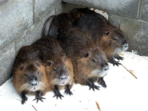 Wildlife officials want to be able to legally possess nutria — in order to wipe them out ...