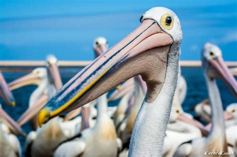 Pelican Feeding at The Entrance NSW – iCentralCoast