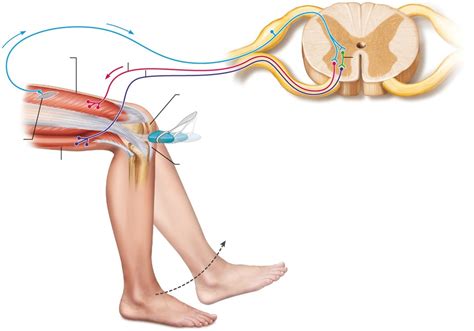 Patellar Reflex Diagram | Quizlet