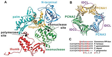 Structures of the individual components of the DNA polymerase... | Download Scientific Diagram