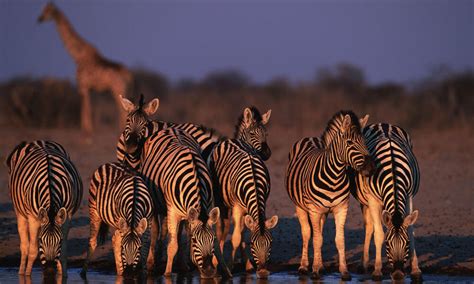 Namibia Safaris