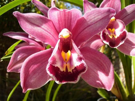 Imágenes de flores y plantas: Orquídea