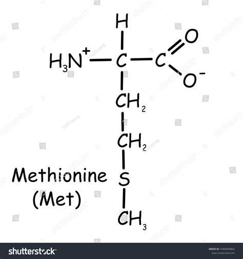 Amino Acid Chemical Structure Methionine Met Stock Illustration 1945099864 | Shutterstock