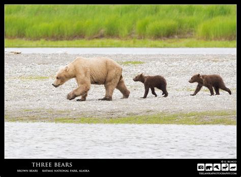 Three Bears – Wilder Alaska – Teklanika Photography Field Journal