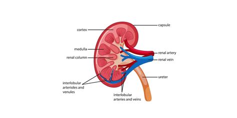 Kidney - Introduction, Structure, Anatomy, Functions - GeeksforGeeks