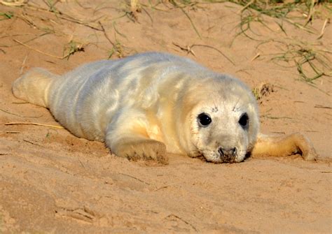 Grey seal pup – f4 Inspirational Images